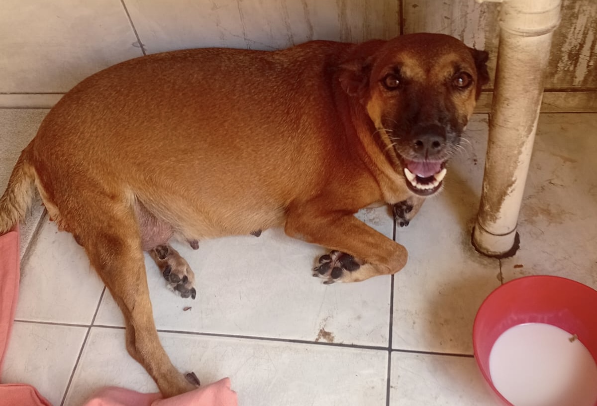 Cachorrinha Lua não resiste e vem a óbito após complicações no parto