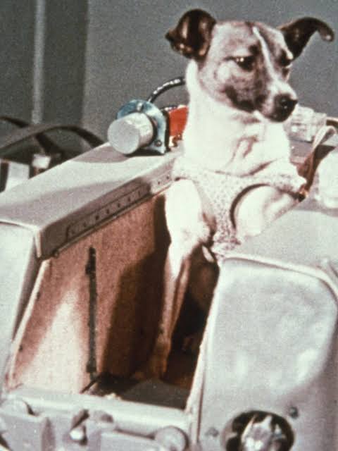 Há 68 anos, cadela Laika era enviada ao espaço a bordo do foguete Sputnik 2