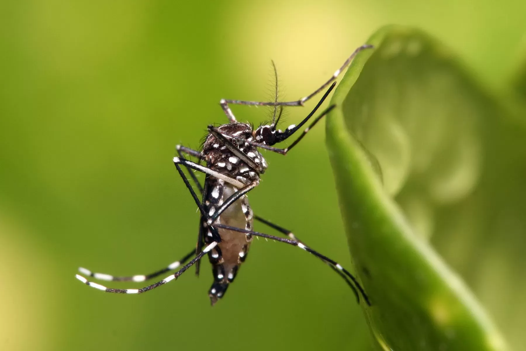 Brasil aprova a primeira vacina de dose única do mundo contra a dengue