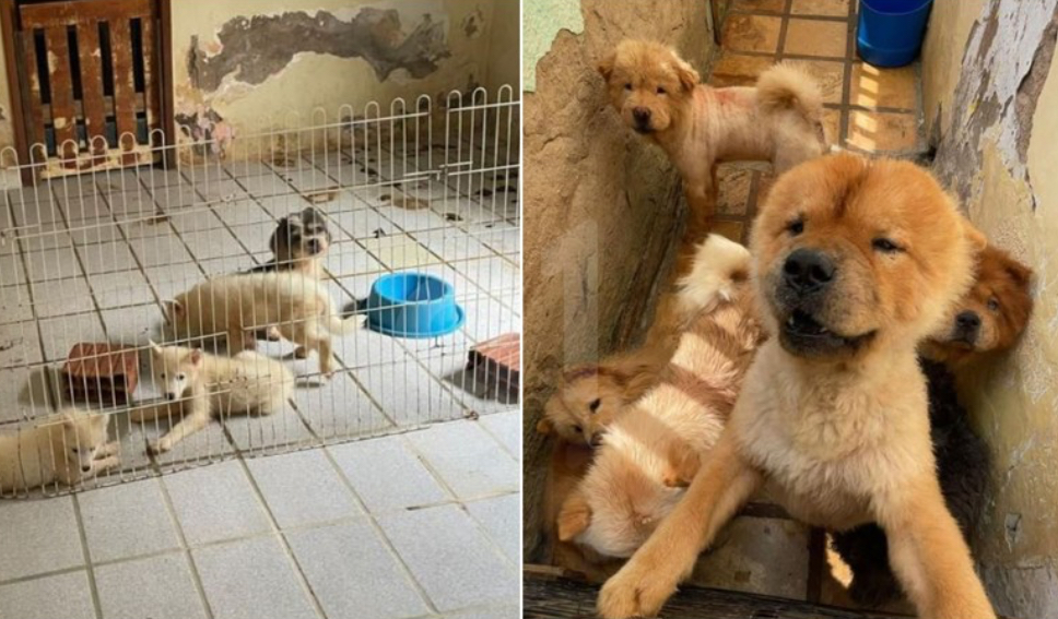 Dona de canil é presa por m4us-tratos a 121 animais no Cariri cearense