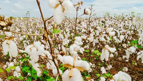 Novo ciclo do algodão no Ceará deve impactar 18 cidades e gerar até 15 mil empregos