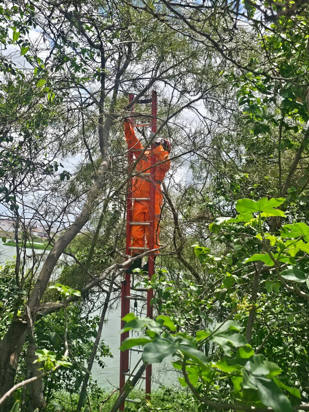 Bombeiros são acionados para resgatar drone preso em área de mata em Sobral