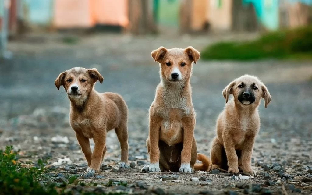 Maus-tr4t0s a anim4is se tornam a segunda maior causa de denúncias no Ceará