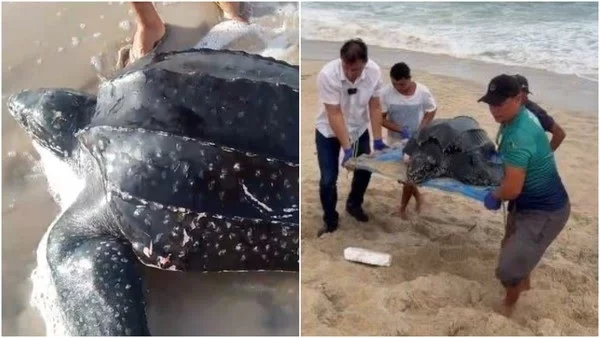 Tartaruga marinha da maior espécie do planeta é resgatada em praia no Ceará