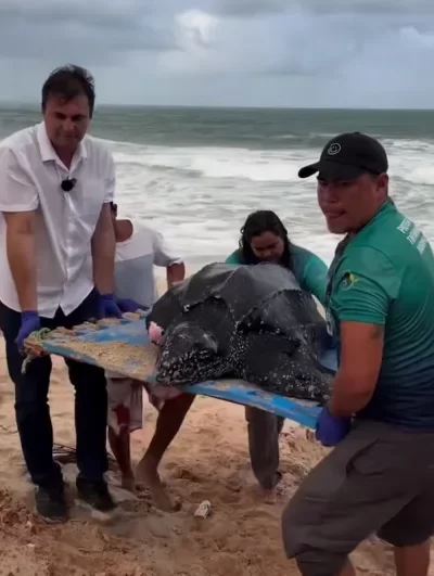 Tartaruga de espécie rara é resgatada no litoral de Aquiraz