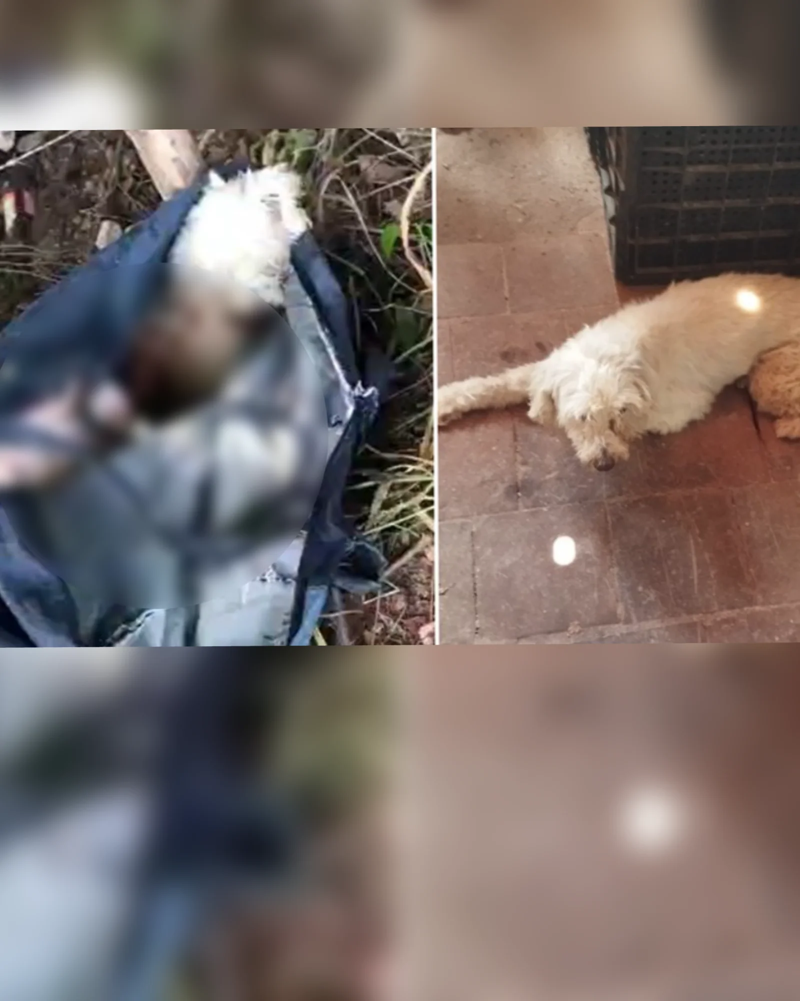 Cachorra da raça poodle é encontrada amarrada e abandonada na zona rural do Crato (CE)