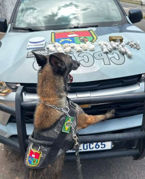 Policiamento com cães da PMCE apreende dr0g4s em imóvel no Crato