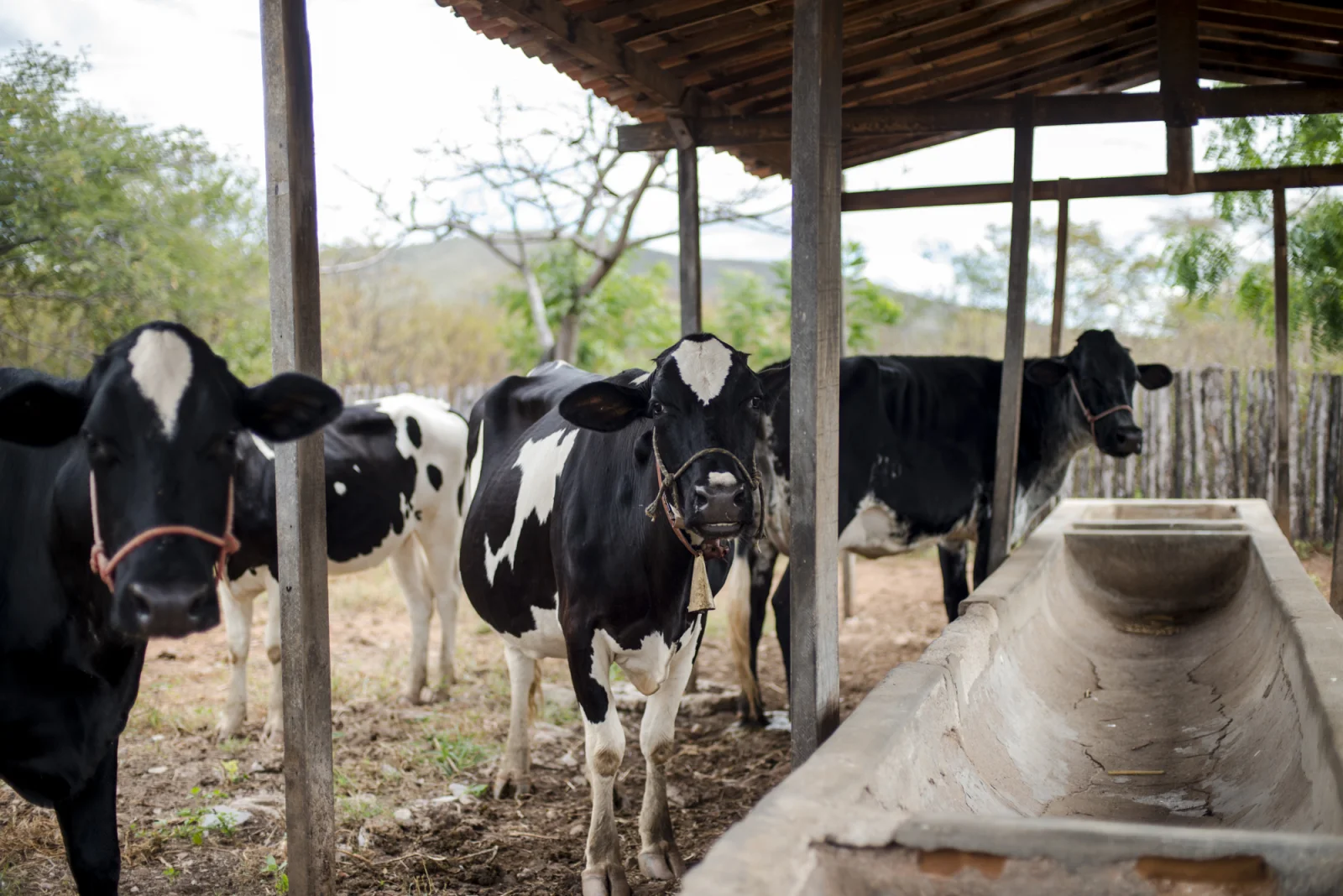 Produção de leite no Ceará cresce 23% e atinge maior nível da história