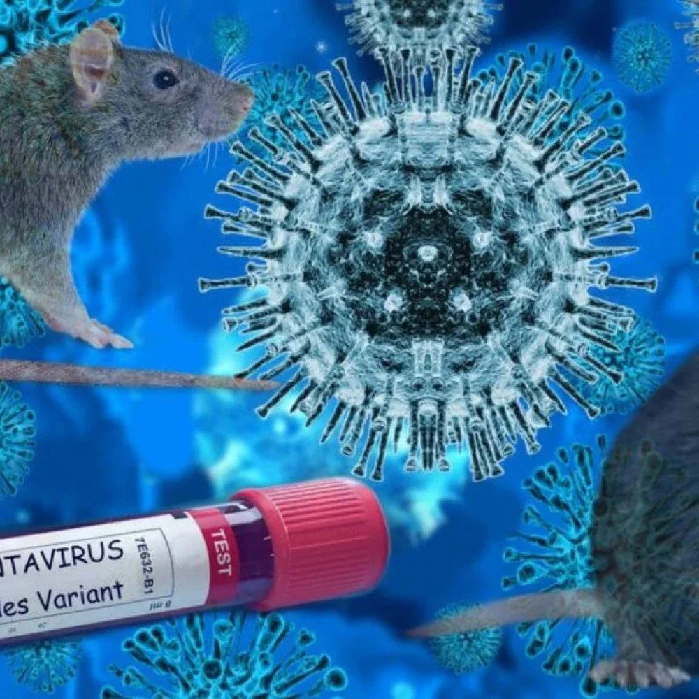 Brasil registra primeira mort3 por hantavírus em 2026