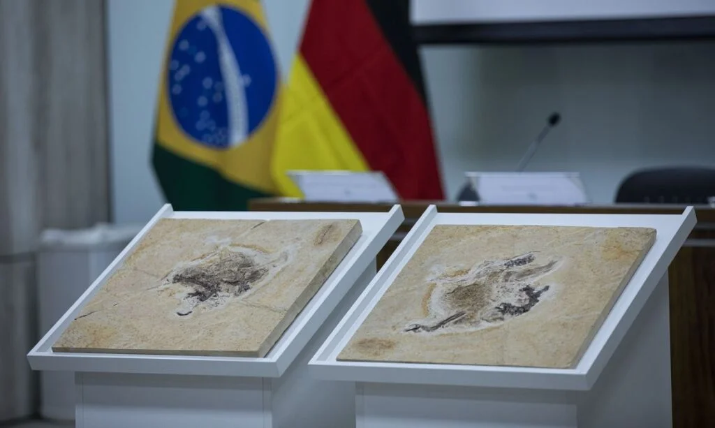 Brasil quer recuperar dinossauros e patrimônios levados para 14 países