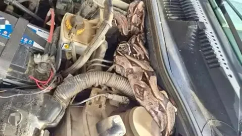 Jiboia de 1,5 metro é encontrada em motor de carro em Caruaru, no Agreste de Pernambuco