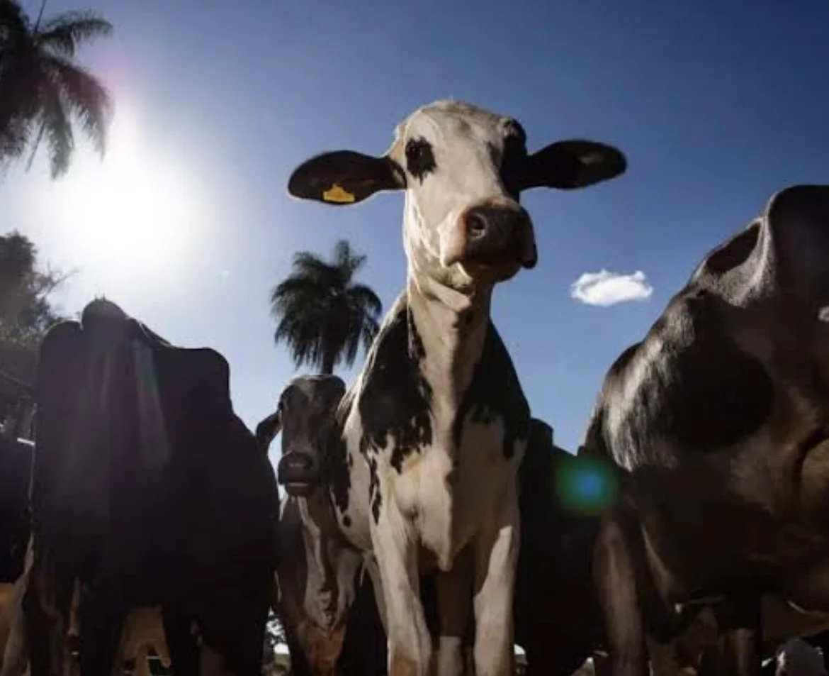 União Europeia veta importação de carne brasileira a partir de setembro, diz decisão oficial