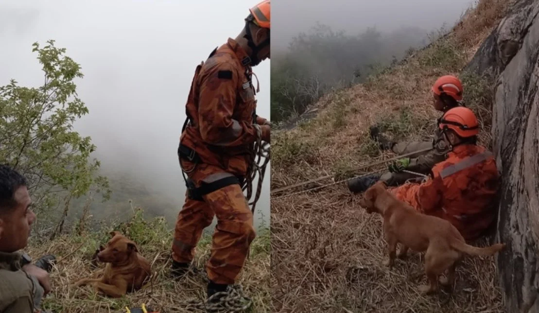 Cachorro fica 17 horas ao lado de bombeiros durante resgate de tutor em serra no Ceará