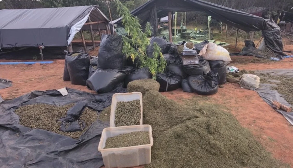 Família de dono de fazenda onde foram encontrados 290 mil pés de m4c0nh4 nega envolvimento e diz que terreno estava arrendado