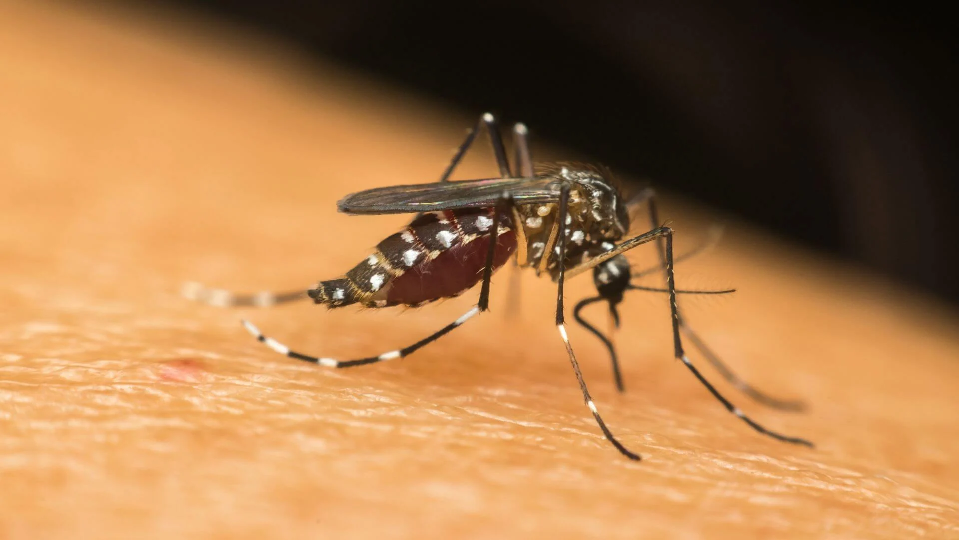 Ondas de calor aceleram ciclo do mosquito da dengue e ampliam risco de transmissão