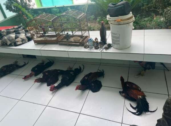 Polícia Militar resgata sete galos e aves silvestres em cativeiro no interior do Ceará