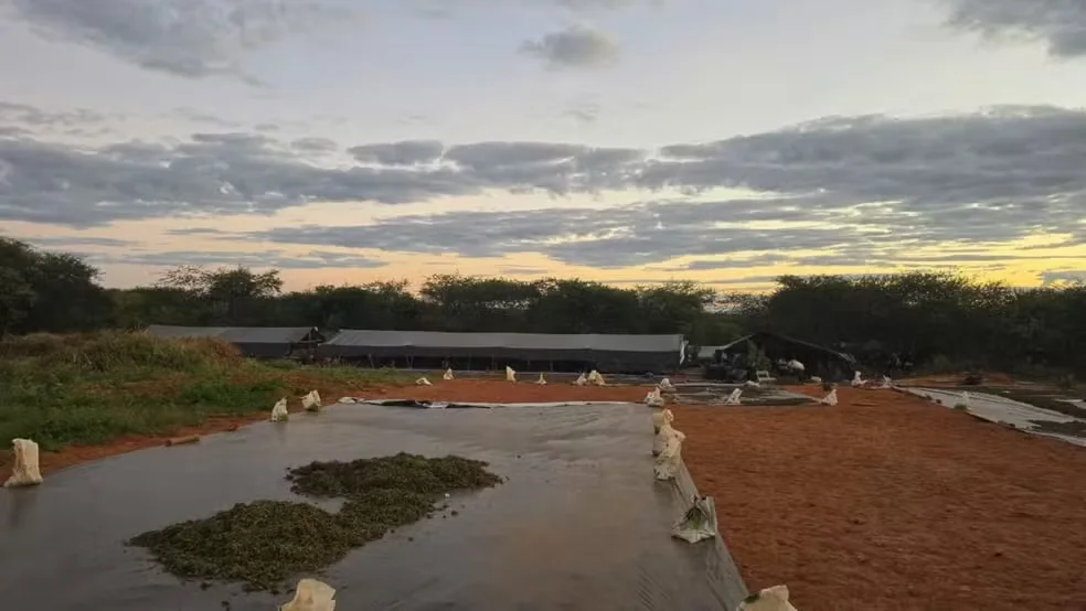 MPCE denuncia cinco pessoas por plantação com 290 mil pés de maconha em Acopiara