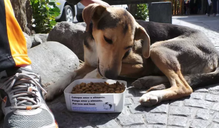 Leia mais sobre o artigo Ceará poderá ter banco de ração e medicamentos para animais em situação de abandono